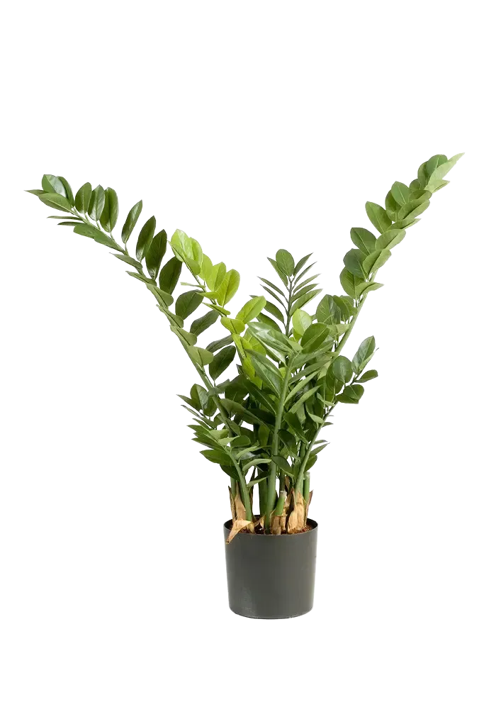 Kunst Zamioculcas - Svea | 90 cm