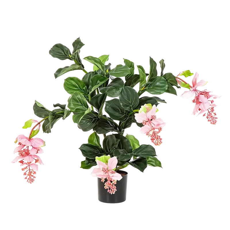 Kunst Medinilla magnifica - Penelope | 78 cm