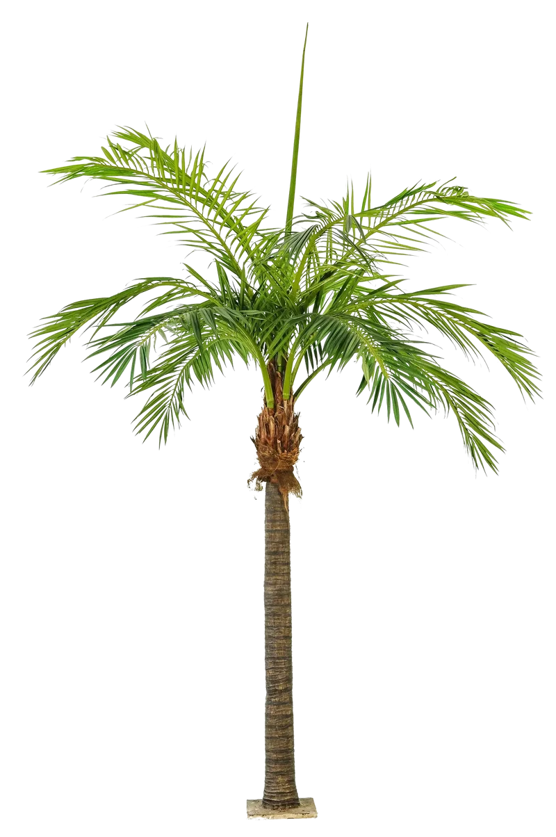 Kunst Feniks palm - Saskia | 420 cm