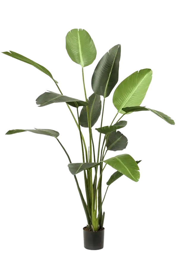Kunst Strelitzia - Josephine | 230 cm
