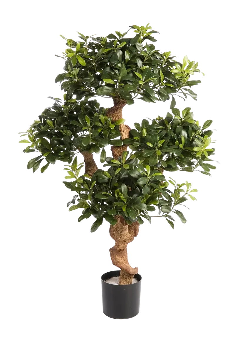 Kunst Pittosporum - Pierre | 120 cm