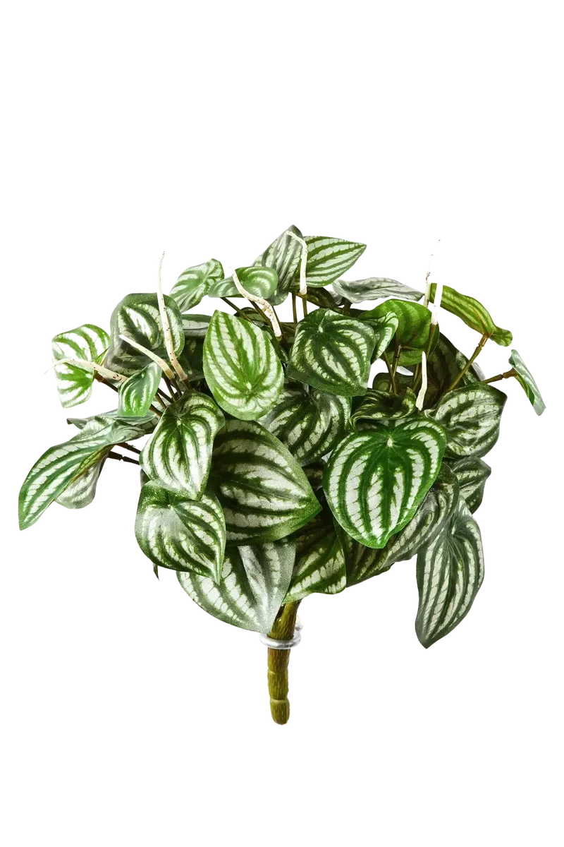 Kunst Peperomia - Meloen