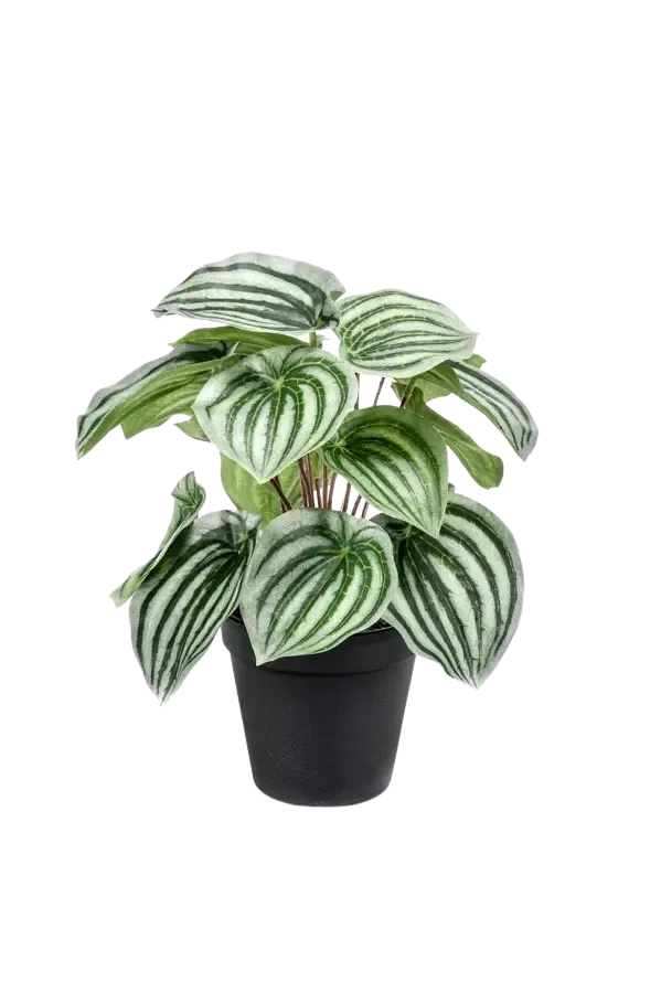Kunst Peperomia - Klara | 25 cm