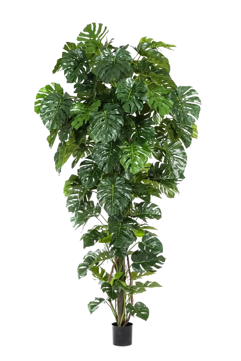 Kunst Monstera - Chris | 280 cm