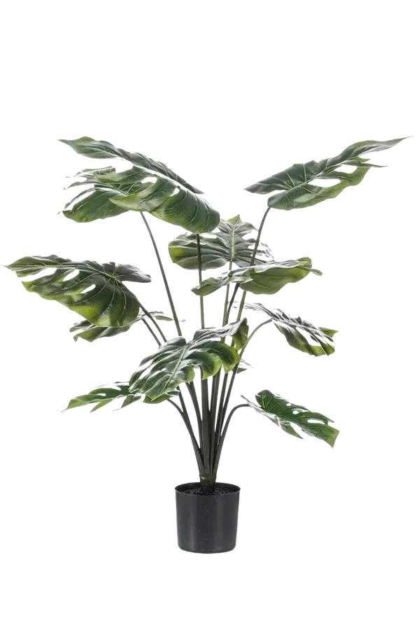 Kunst Monstera - Karl | 80 cm