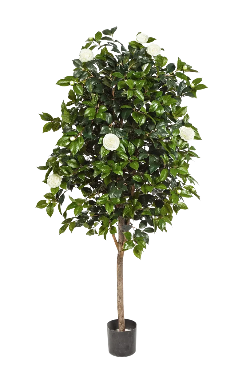 Kunst Camellia Boom - Polly | 170 cm