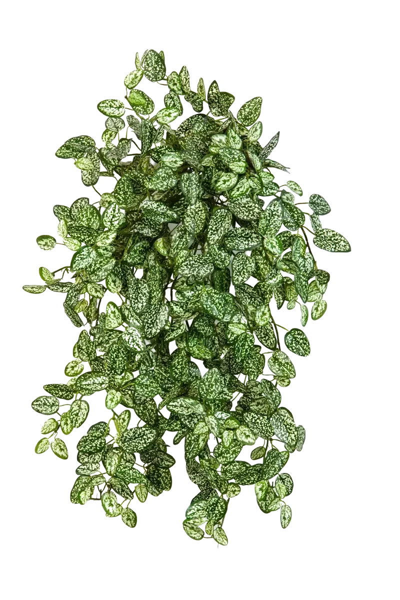 Kunst Hypoestes - Efe