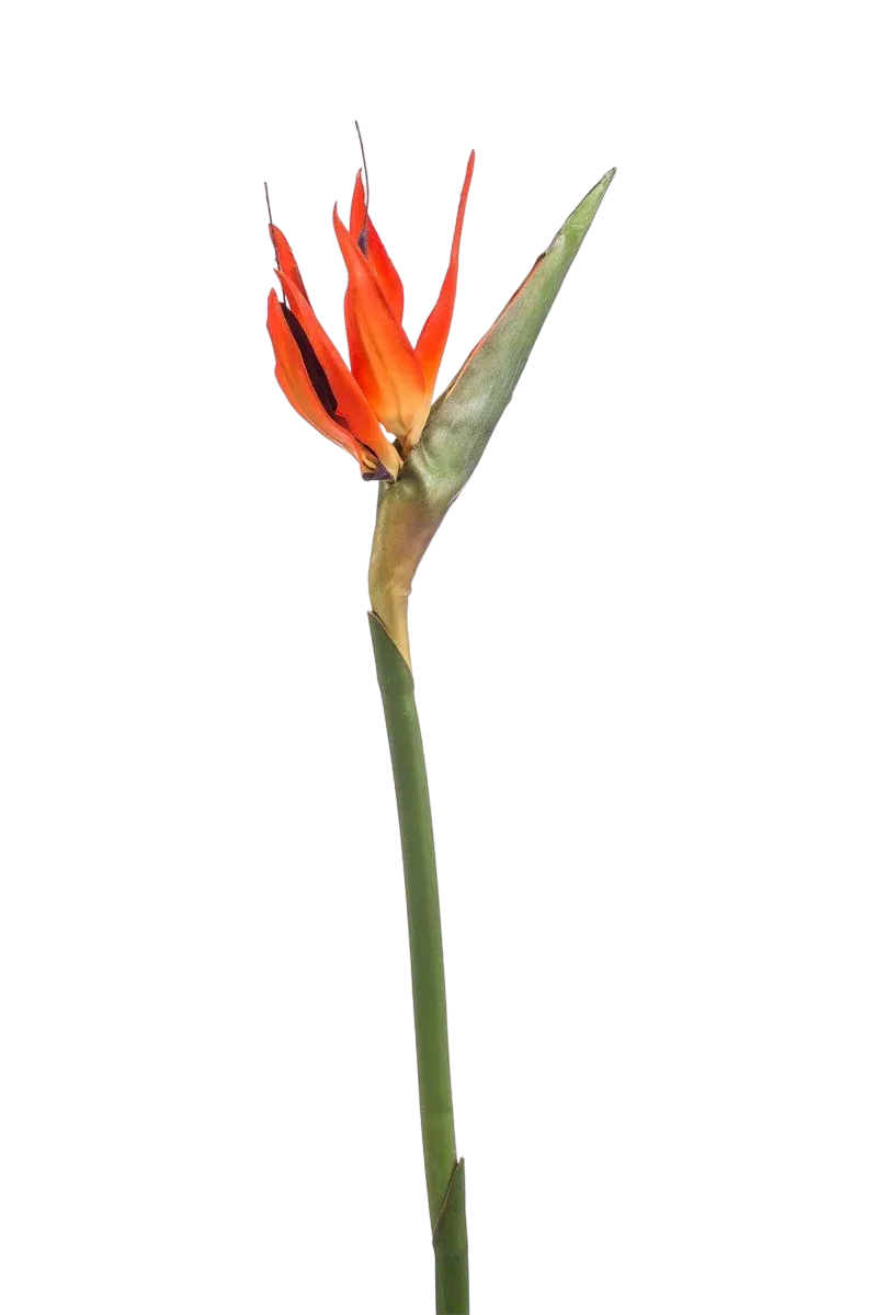 Kunst Strelitzia Tak - Olga | 85 cm