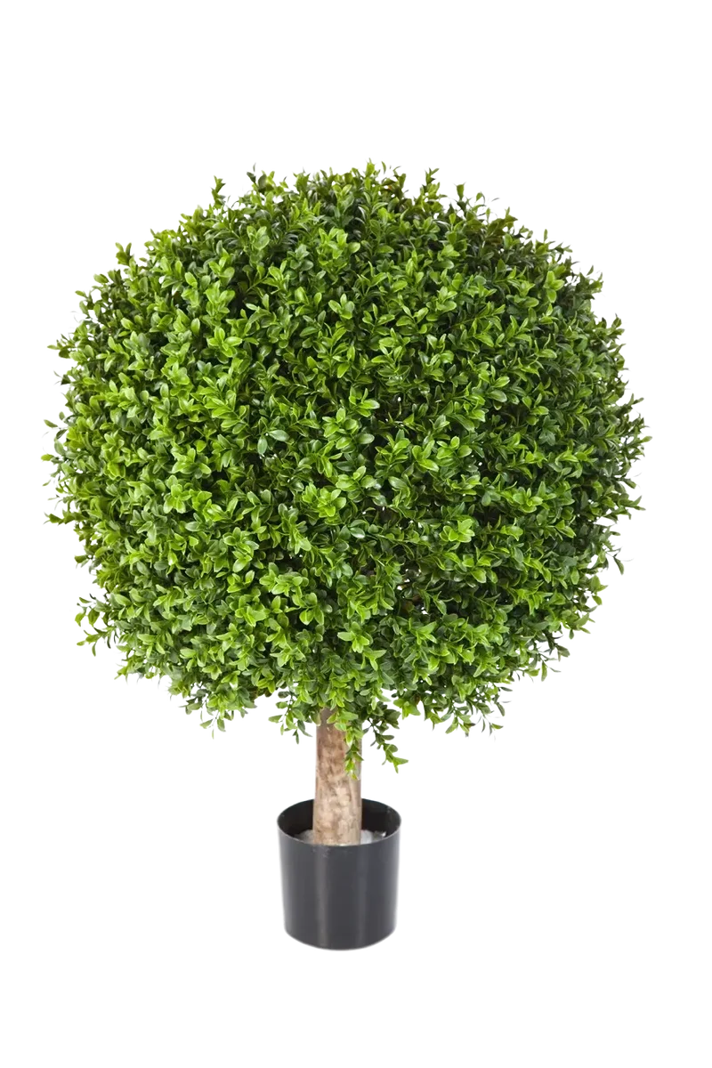 Kunst Buxus - Rico | 85 cm