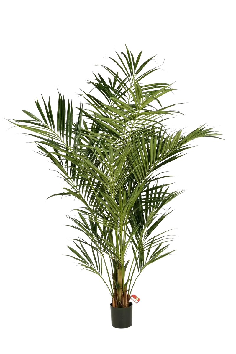 Kunst Kentia Palm - Cecilia | 225 cm