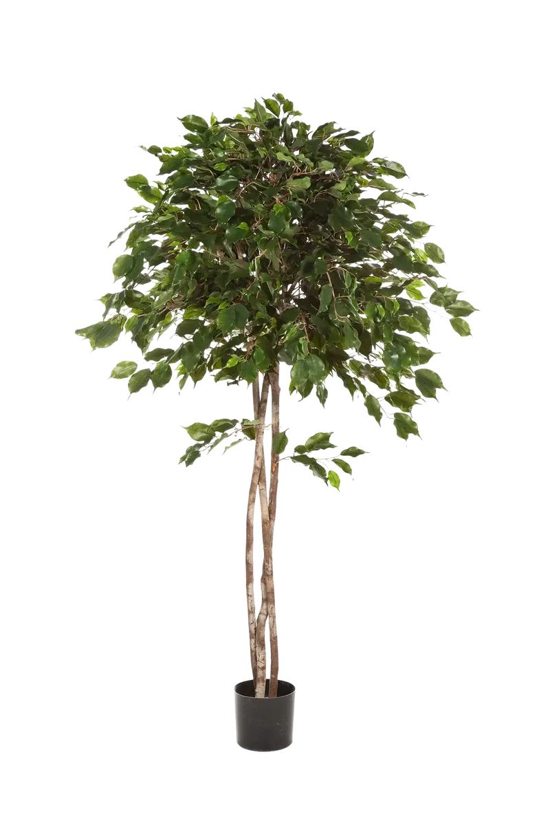 Kunst Ficus - Kathleen | 210 cm