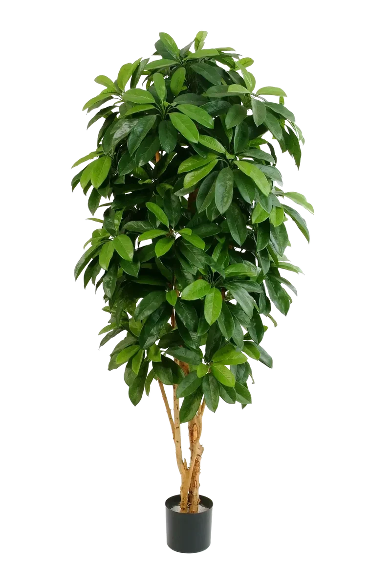 Kunst Schefflera - Ove | 172 cm
