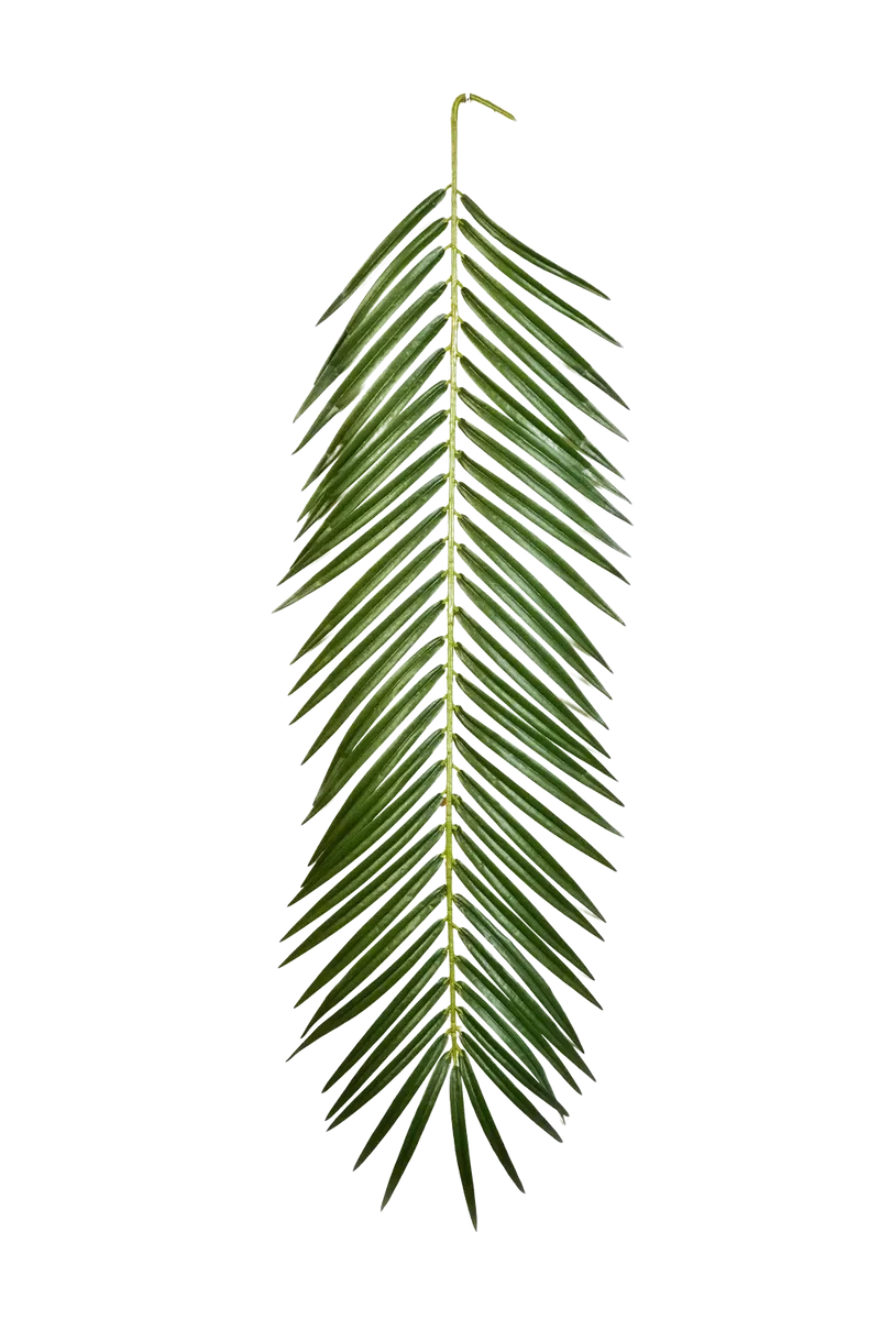 Kunst Phoenix Palmblad - Oliwia | 88 cm