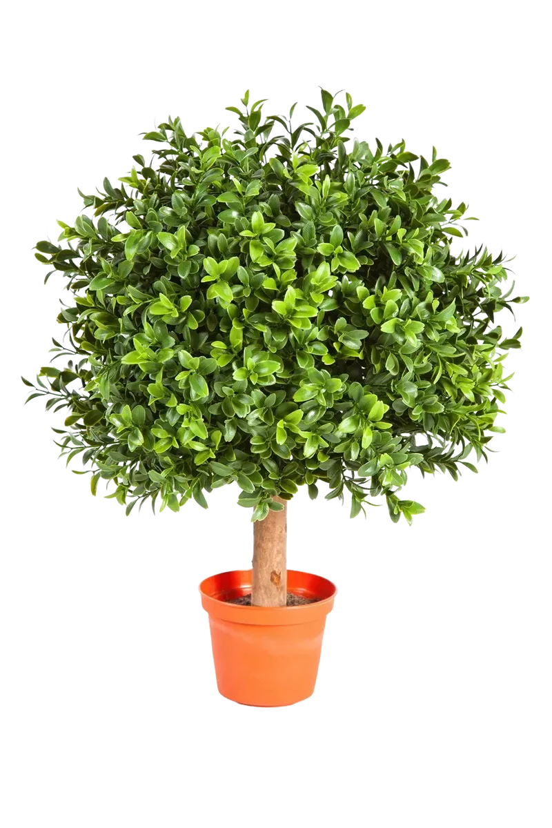 Kunst Buxus - Rico | 40 cm