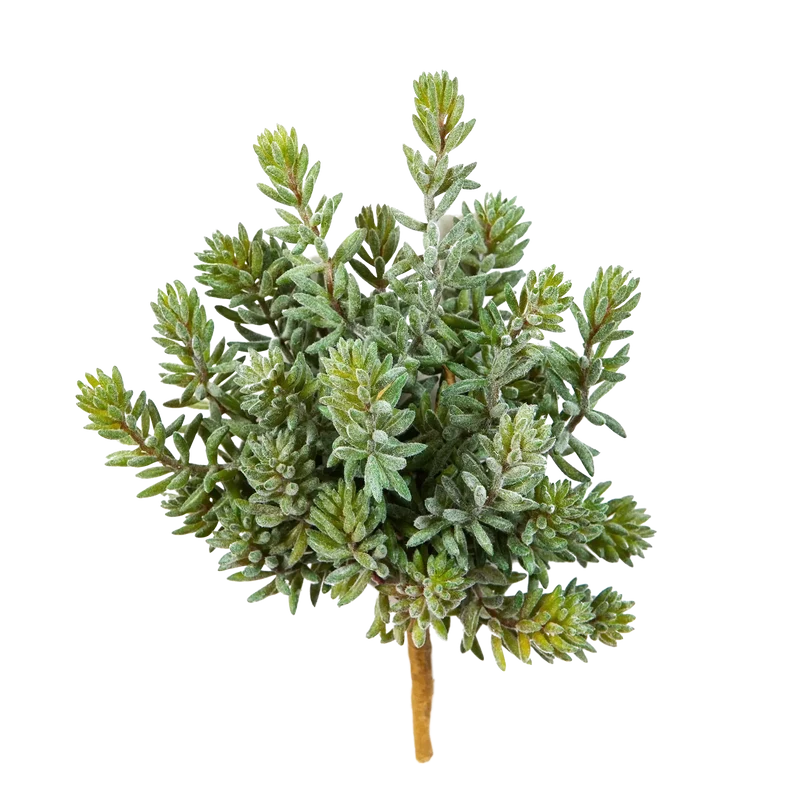 Kunst Sedum - Helin | 20 cm