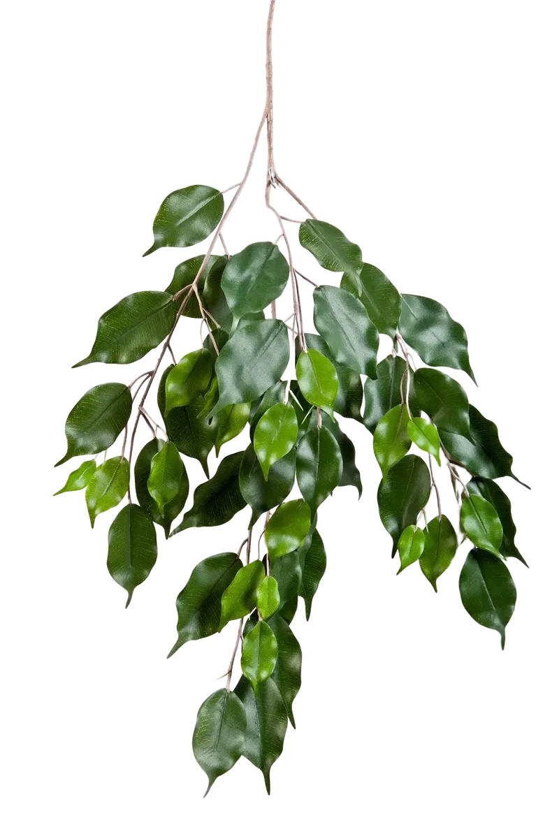 Kunst Ficus Tak - Georgië