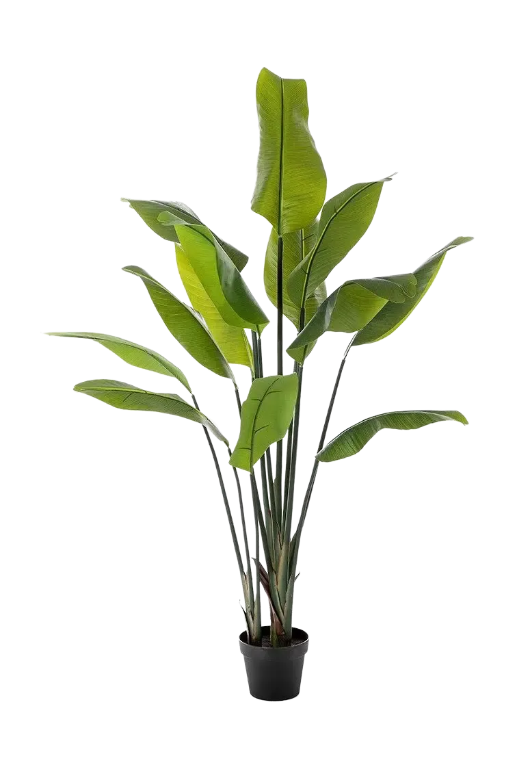 Kunst Strelitzia - Clemens | 150 cm