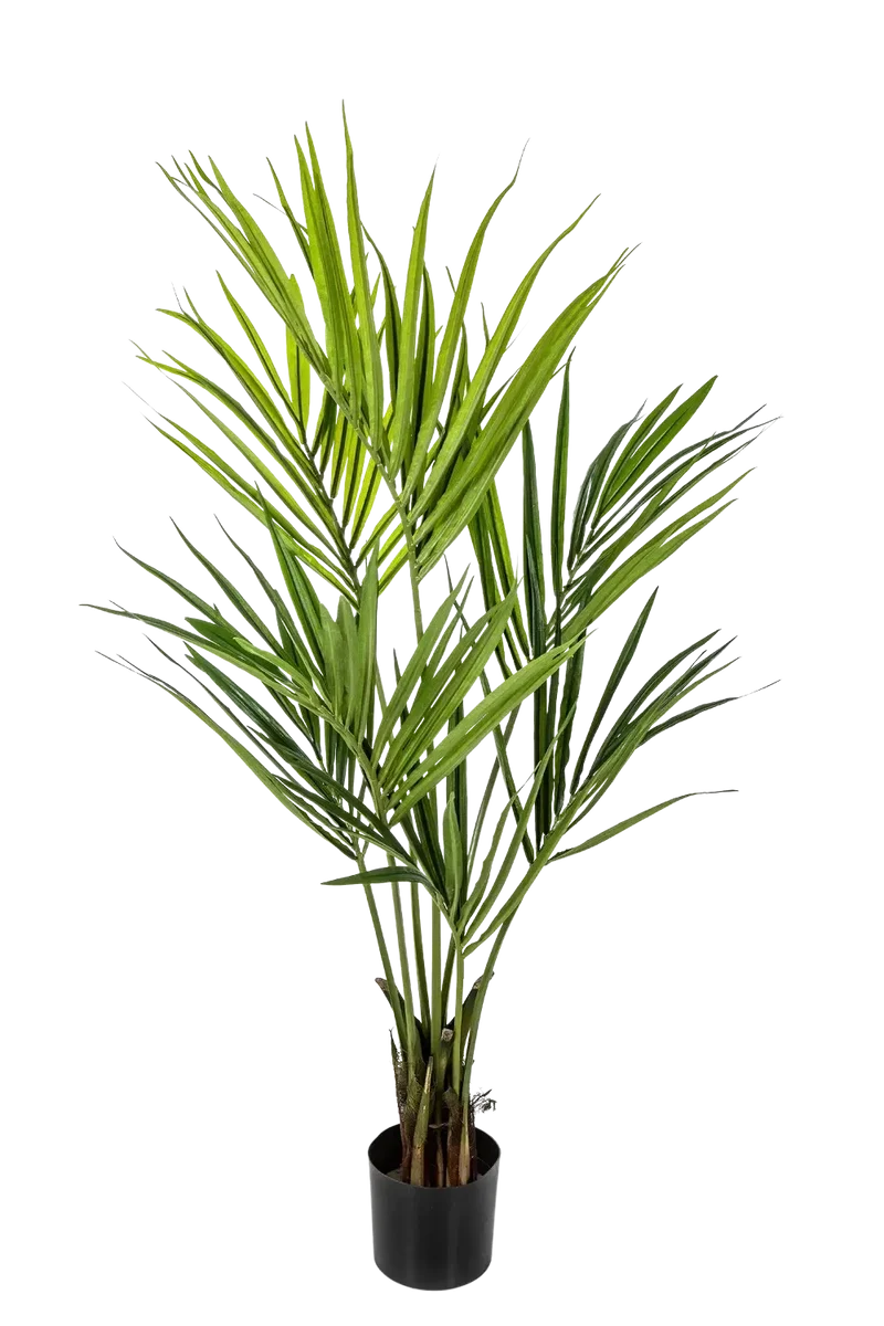 Kunst Kentia Palm - Cataleya | 140 cm