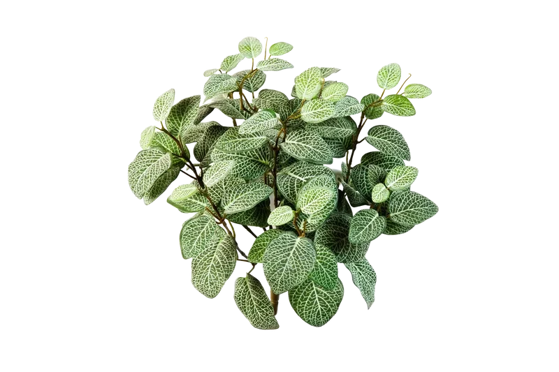 Kunst Fittonia - Fit