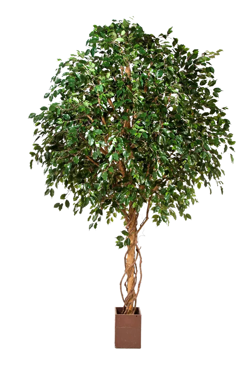 Kunst Ficus - Nero | 315 cm
