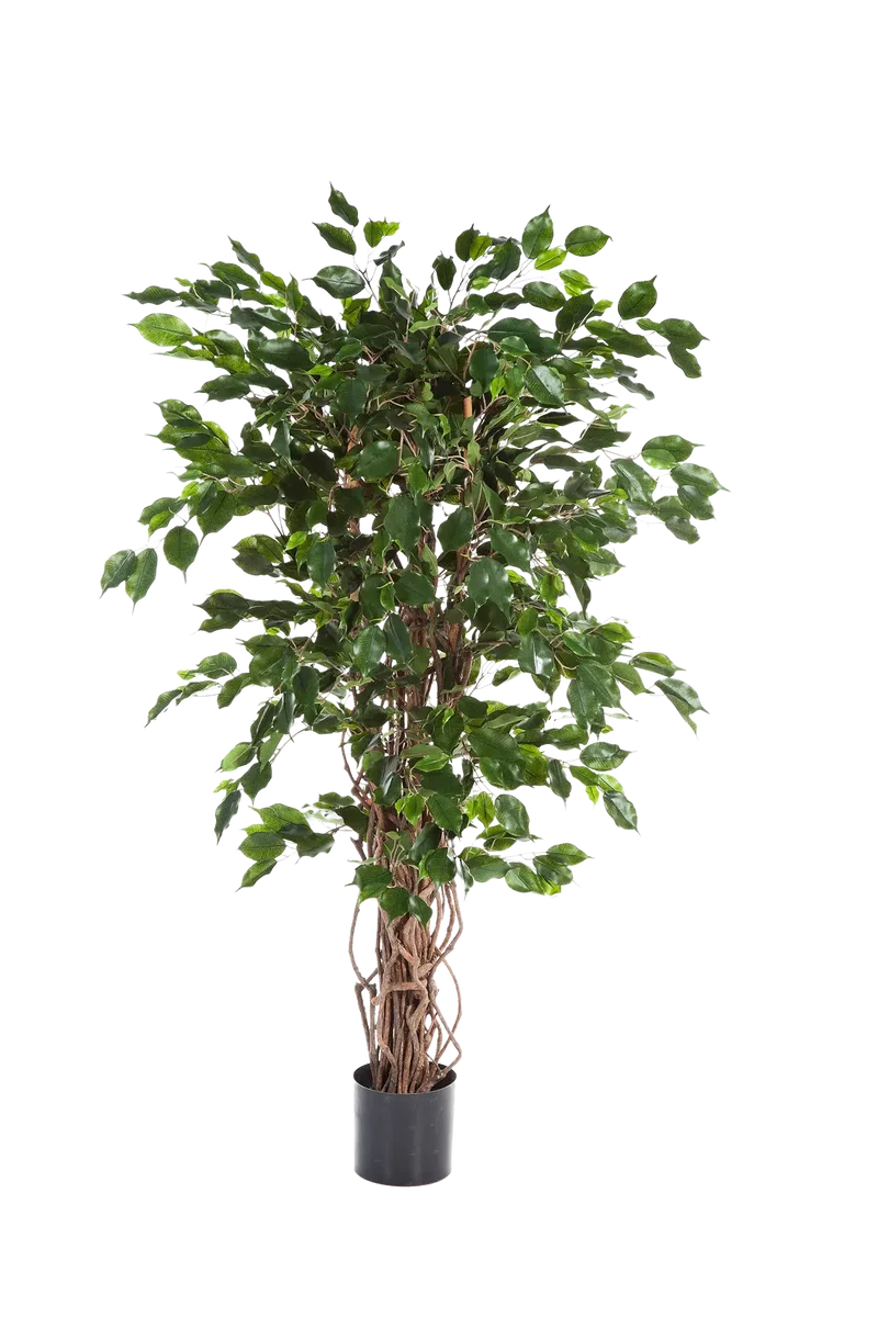 Kunst Ficus - Jasmijn | 210 cm