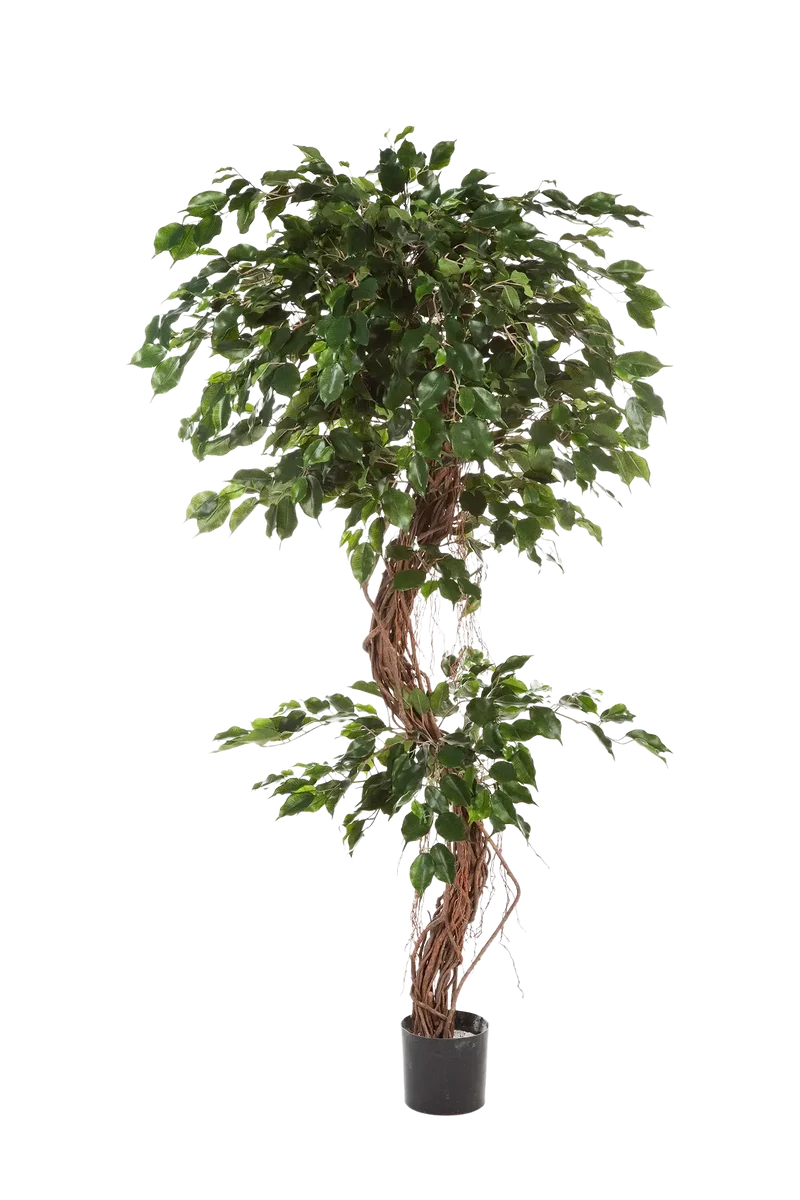 Kunst Ficus - Joshua | 210 cm