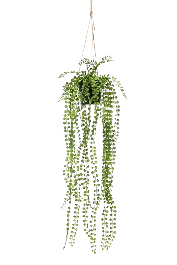Kunst klimficus - Kaja | 60 cm