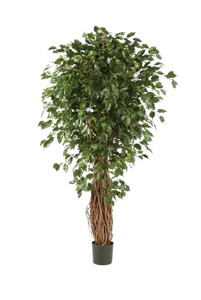 Kunst Ficus Liana - Josefine | 210 cm