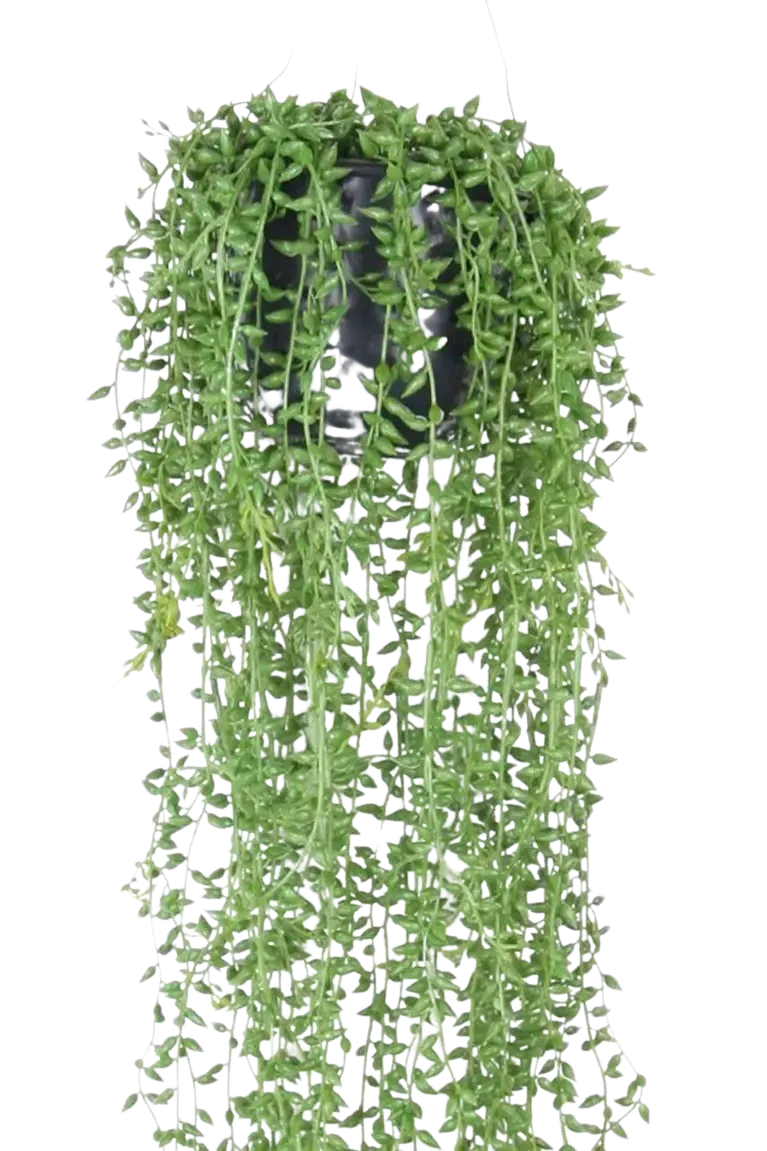 Kunst erwtenplant - Karina | 70 cm