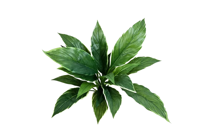 Kunst Cordyline - Phil | 30 cm