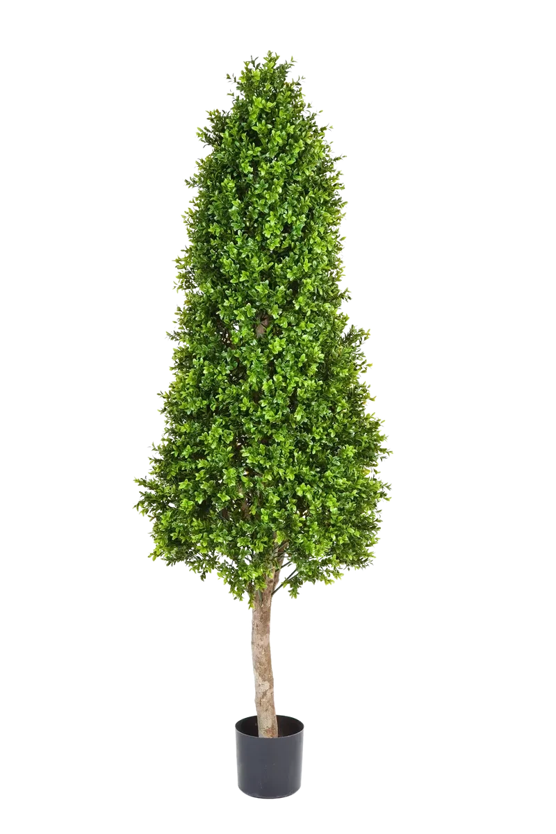 Kunst Buxus - René | 170 cm