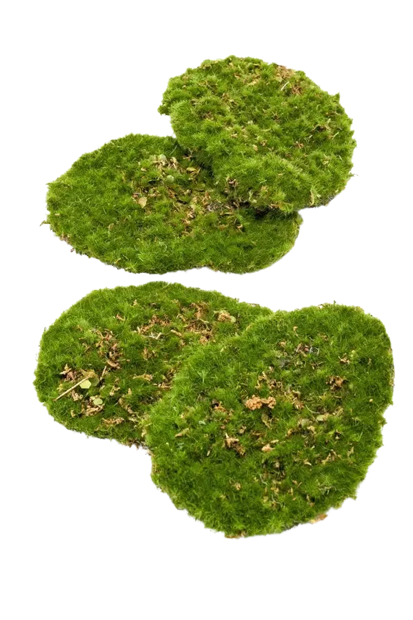 Moss Bordjes - Petit | 4 stuks