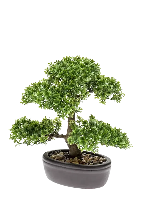 Kunst Ficus Bonsai - Yui | 32 cm