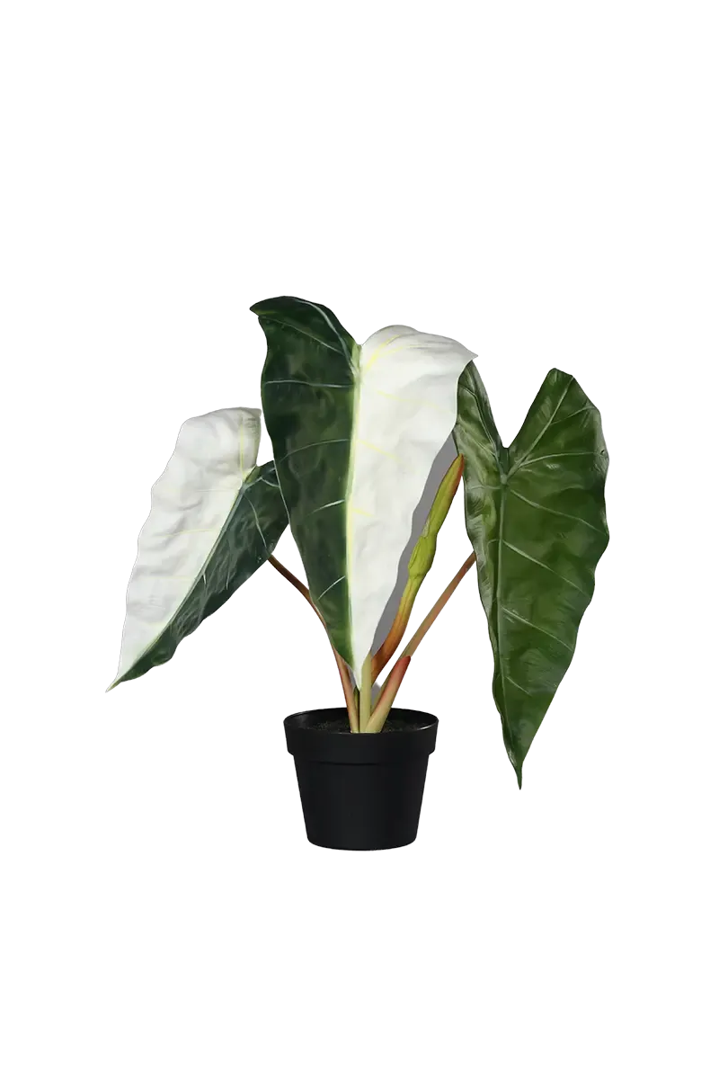 Kunst Alocasia albino - Heino | 68 cm