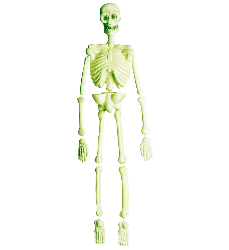 Skelet hangend glow in the dark