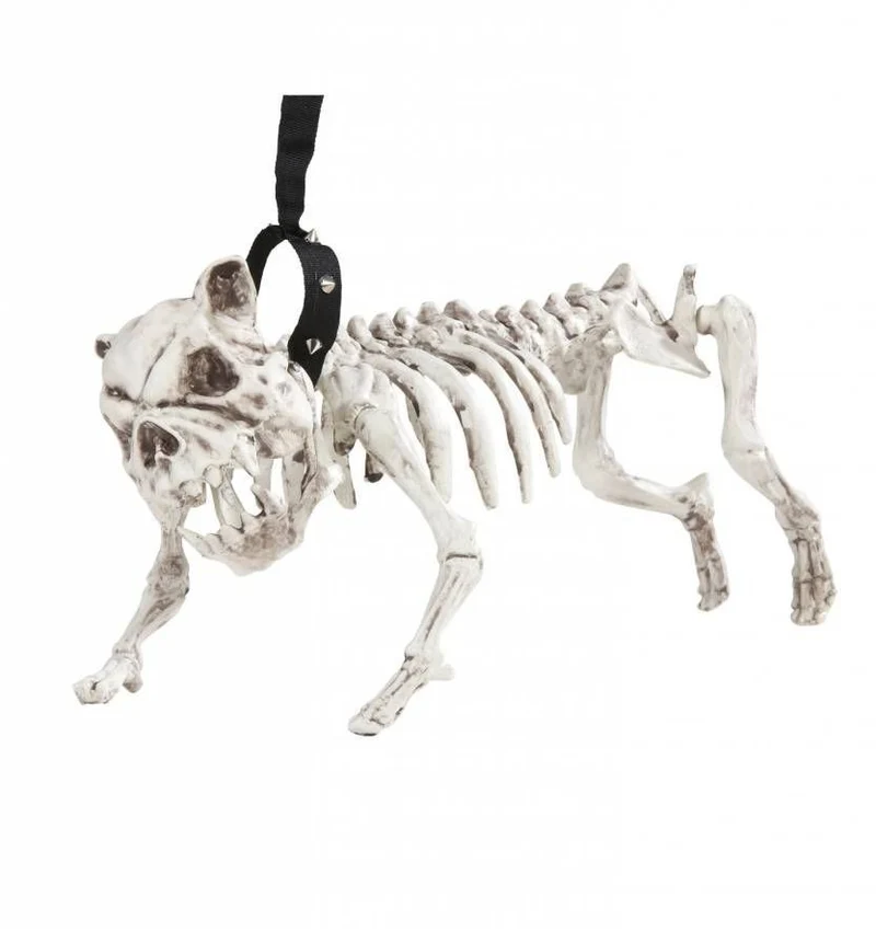Skelet van een hond