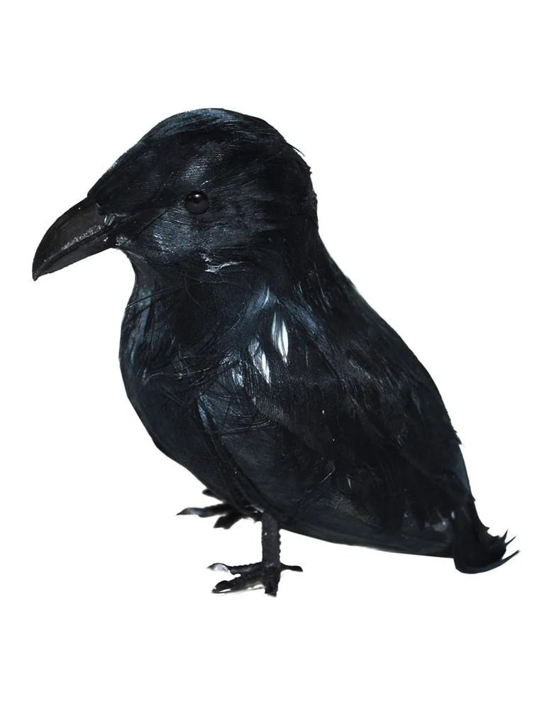 Zwarte kraai voor Halloween